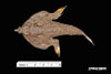 Juvenile Ogcocephalus sp. - batfish, SEAMAP collections